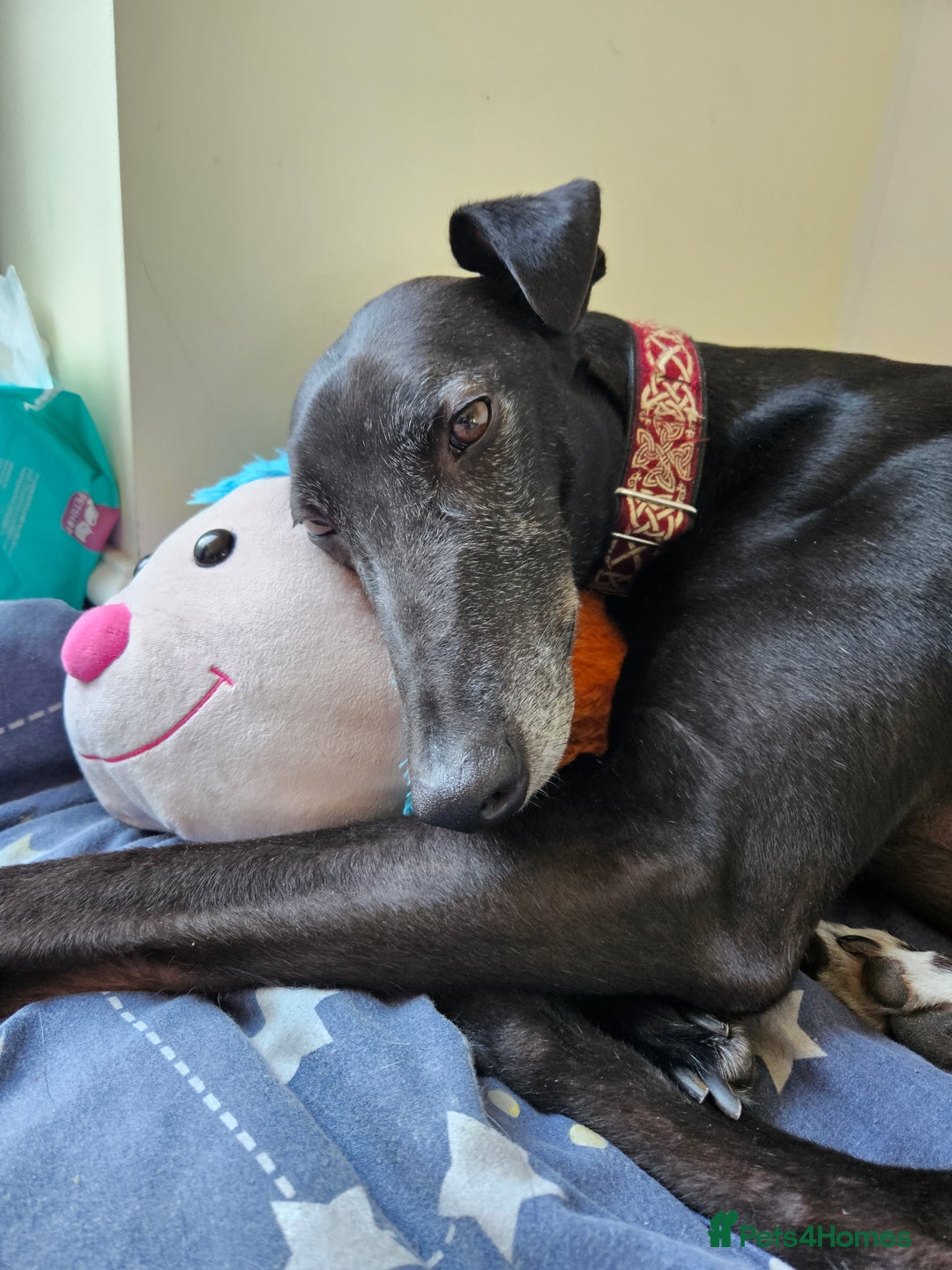 Greyhound dogs for sale: Male Greyhound for sale - Image 6