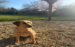 Labrador Retriever dogs for stud: Nacho - 1st time stud  - Image 4