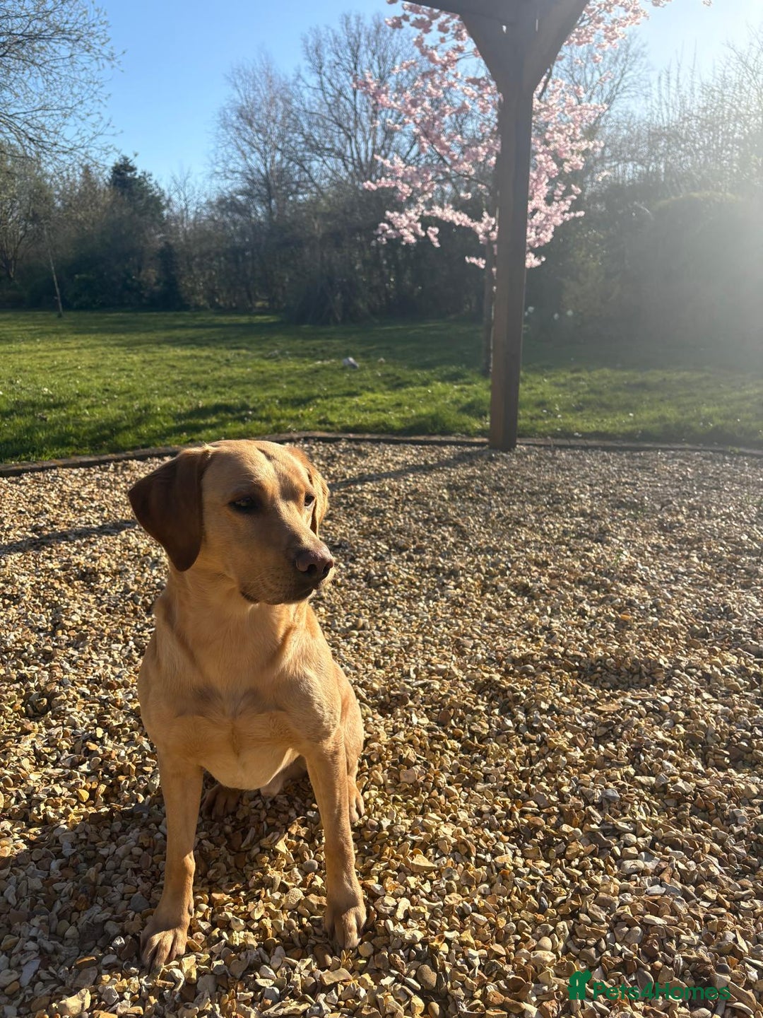 Labrador Retriever dogs for stud: Nacho - 1st time stud  - Image 4