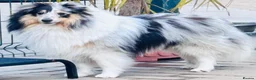 Shetland Sheepdog dogs for stud: Two amazing Shetland sheepdogs available for stud  - Advert 8