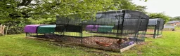 Chickens poultry for sale: Variety of hybrid chickens 16+ weeks old POL - Advert 7