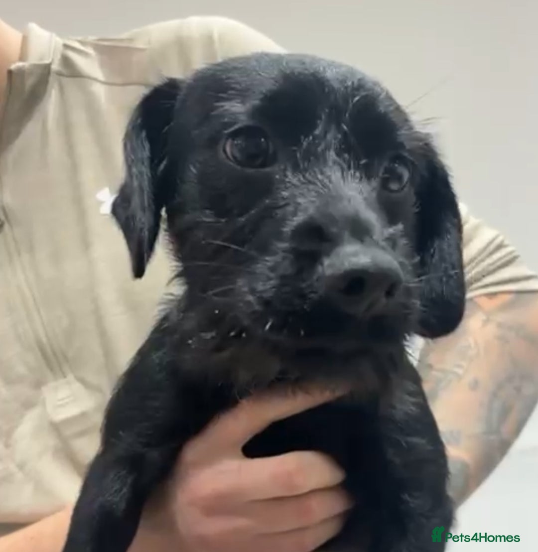 Mixed Breed dogs for sale: Beautiful cocker spaniel x border terrier  - Advert 2