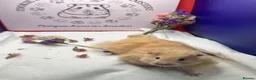 Hamster rodents for sale: Pedigree Syrian hamsters  - Advert 3