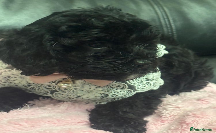 Cavapoo dogs Extensively health tested F1 cavapoo babies  - Advert 4