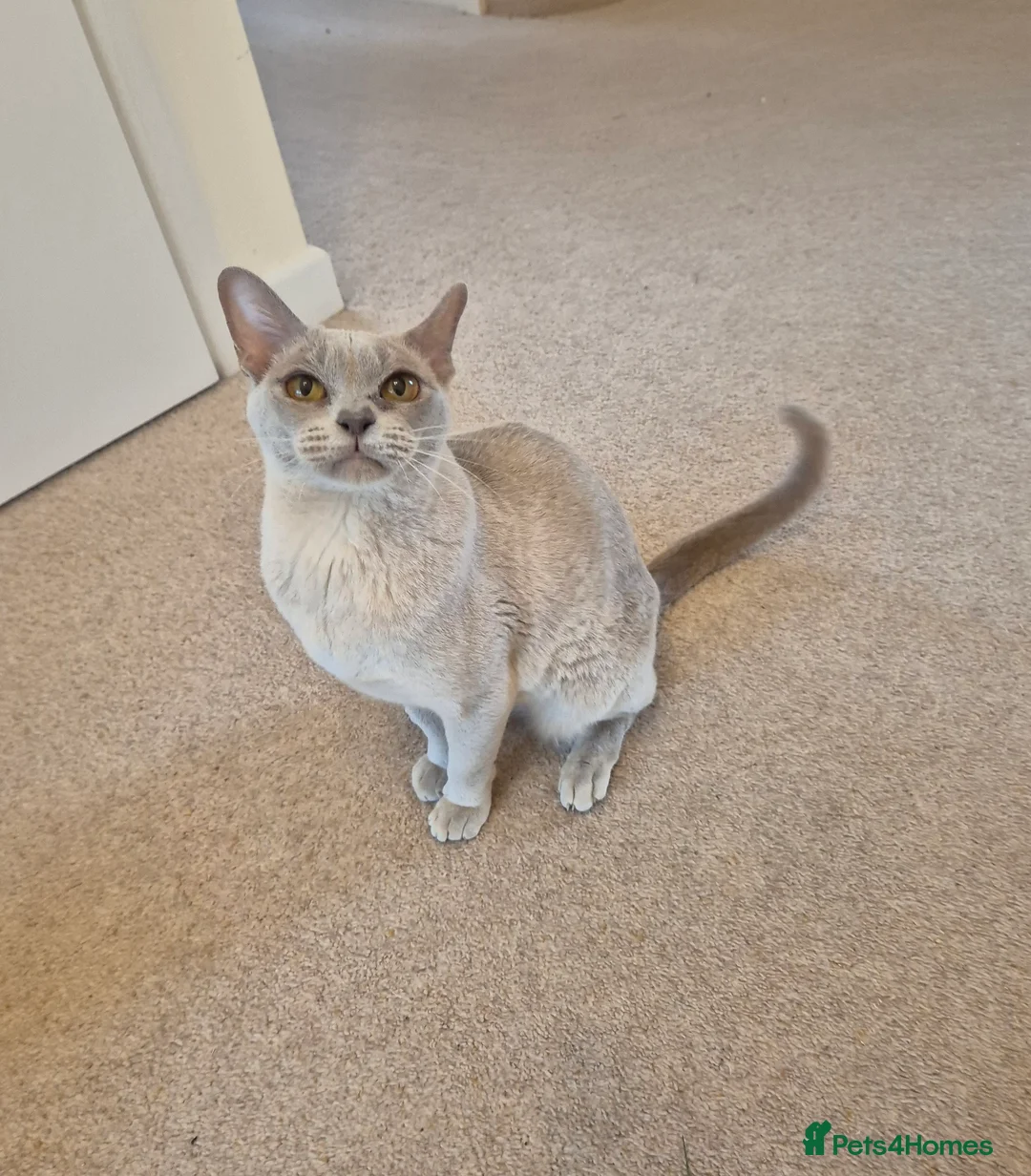 Burmese cats for sale: Gorgeous Pedigree Burmese Kittens - Advert 2