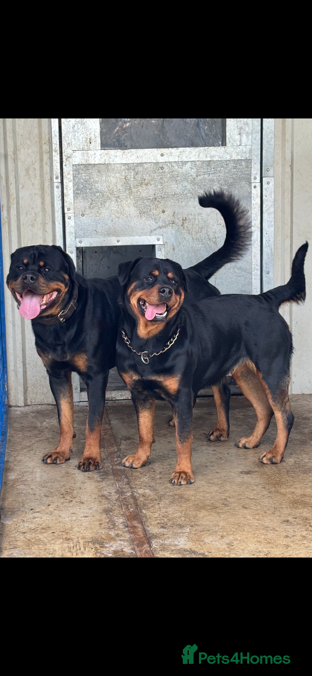Rottweiler dogs for sale: Stunning Rottweiler Puppies  - Advert 20