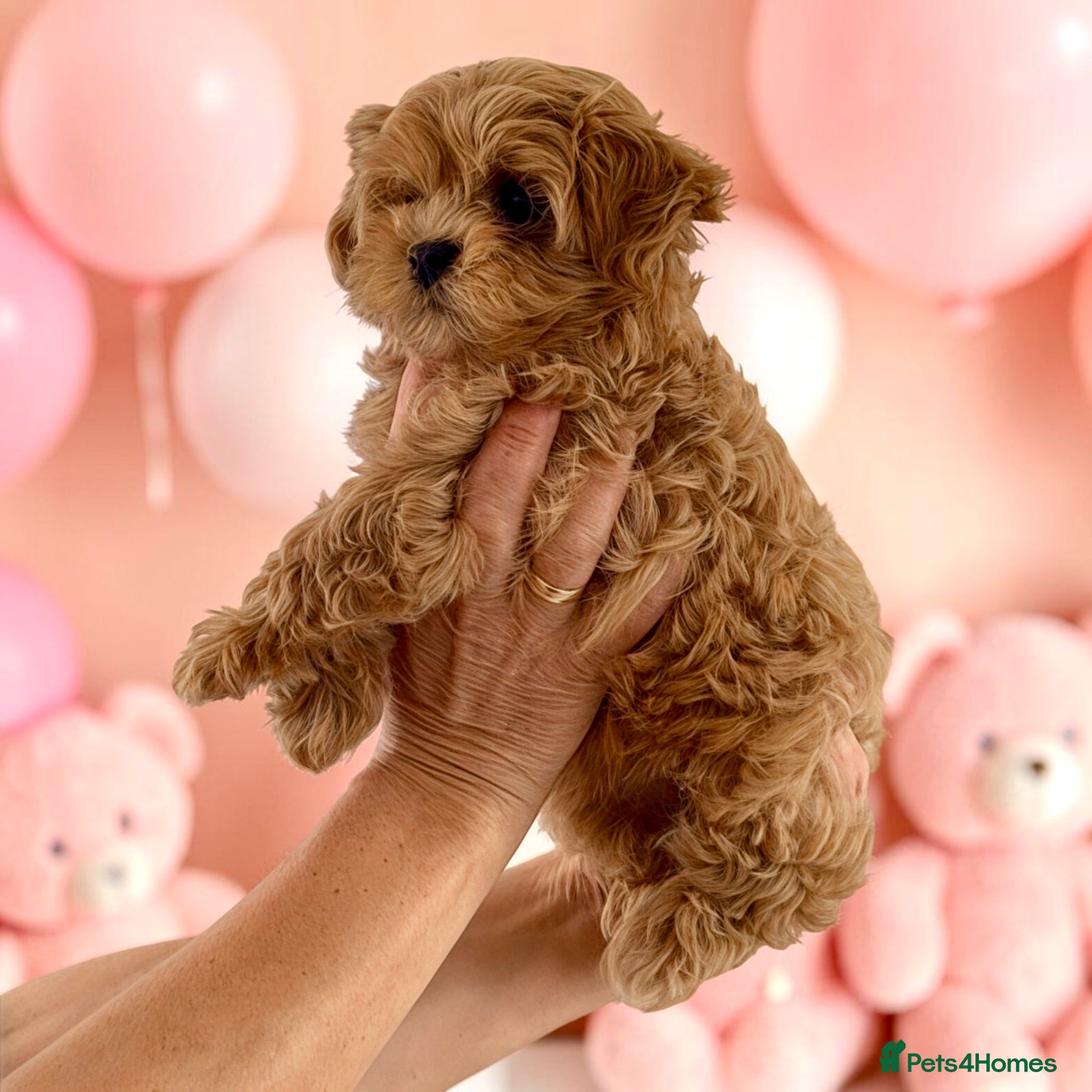 Maltipoo dogs 💎  Luxury  Asian  Maltipoo DNA Tested  Parents 💎 - Advert 2