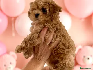 Maltipoo dogs 💎 Luxury Asian Maltipoo DNA Tested Parents 💎 - Advert 2