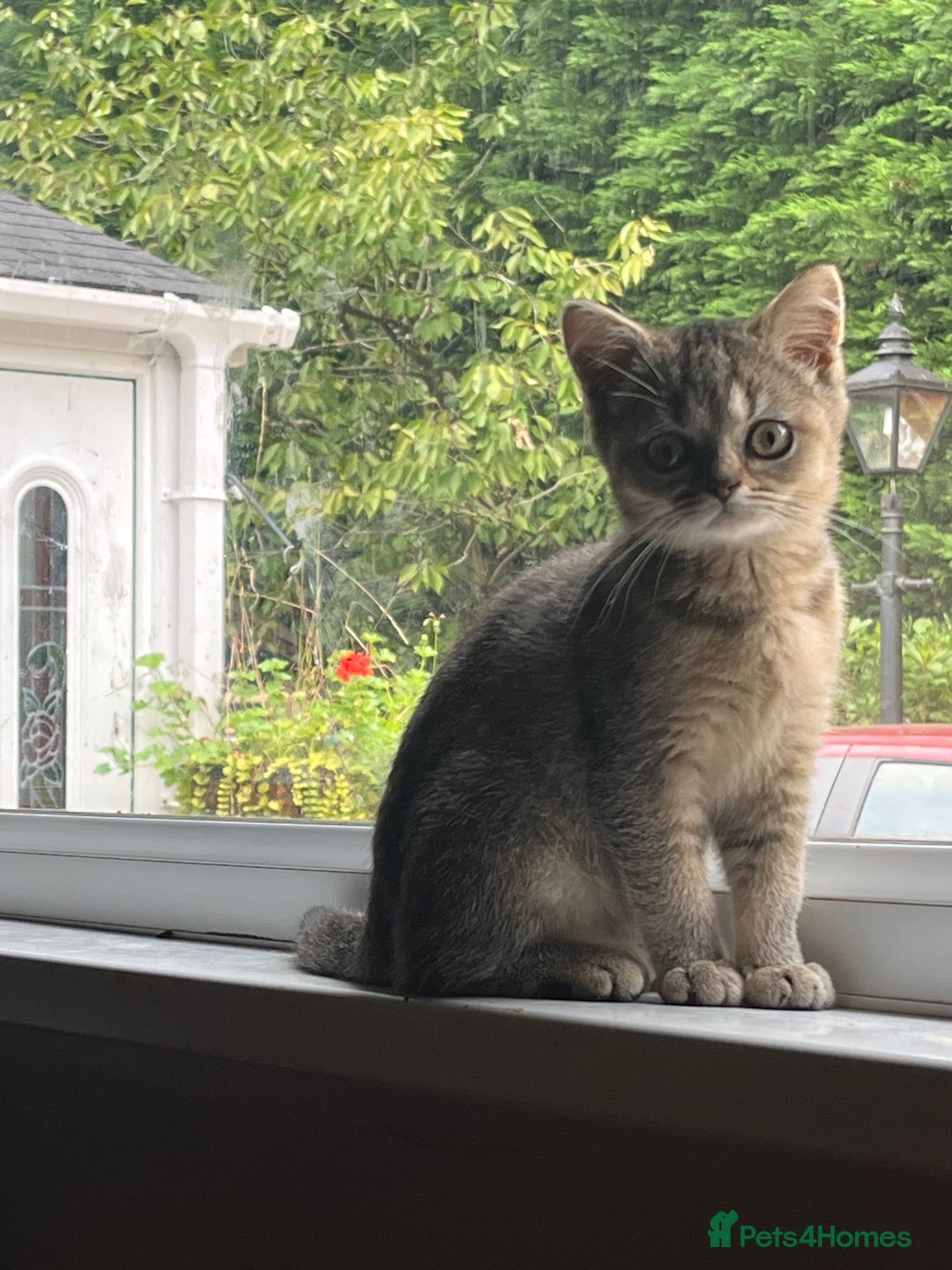 British Shorthair cats for sale: A Gorgeous British shorthair kitten  - Image 1