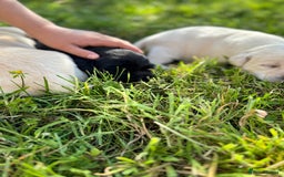 Labrador Retriever dogs for sale: KC health tested Labrador Pups  - Image 5