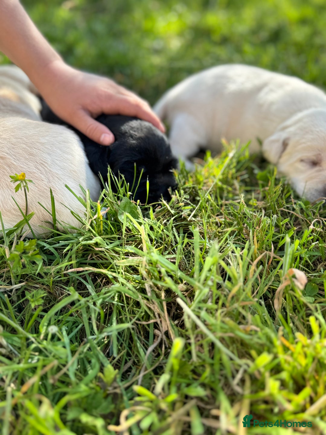 Labrador Retriever dogs for sale: KC health tested Labrador Pups  - Image 5