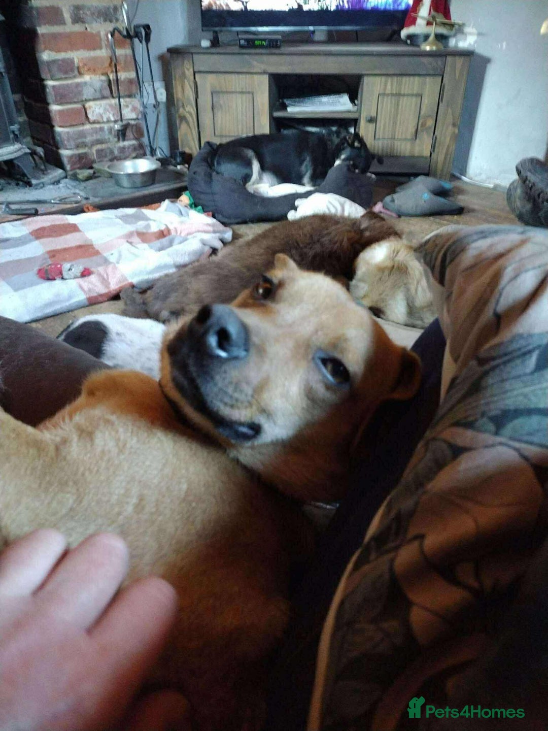 Mixed Breed dogs for adoption: Rescue boy Ethan is looking for his forever home - Advert 2