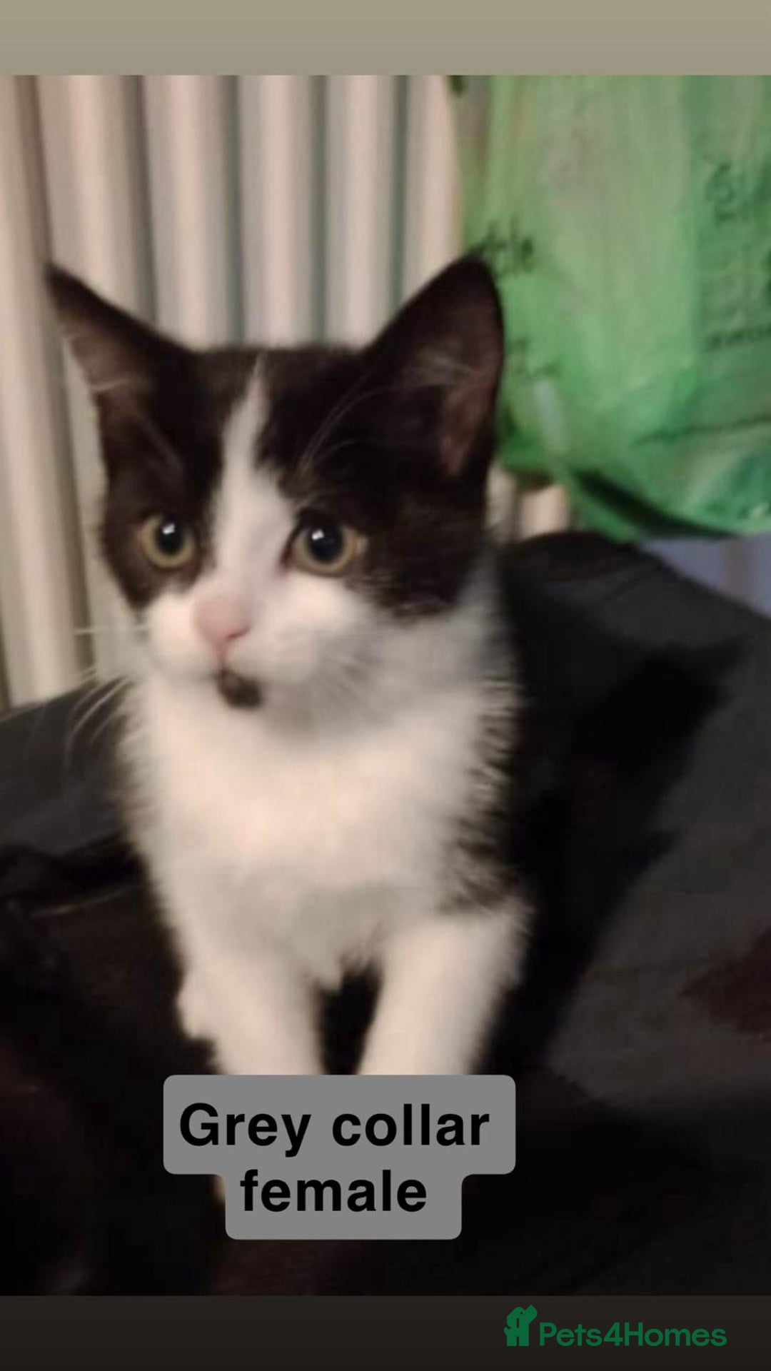 British Shorthair cats for sale: 3 Beautiful kittens left  - Advert 3