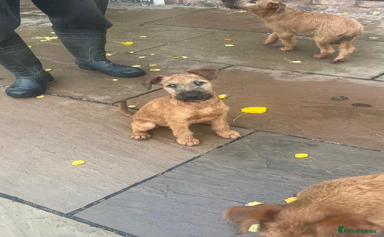 Irish Terrier dogs - Advert 1