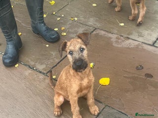 Irish Terrier dogs - Advert 3