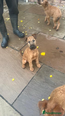 Irish Terrier dogs - Advert 3