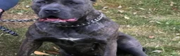 Cane Corso dogs for sale: Loving home needed  - Advert 4