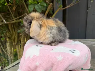 Mini Lop rabbits stunning baby girl mini lop - Advert 1