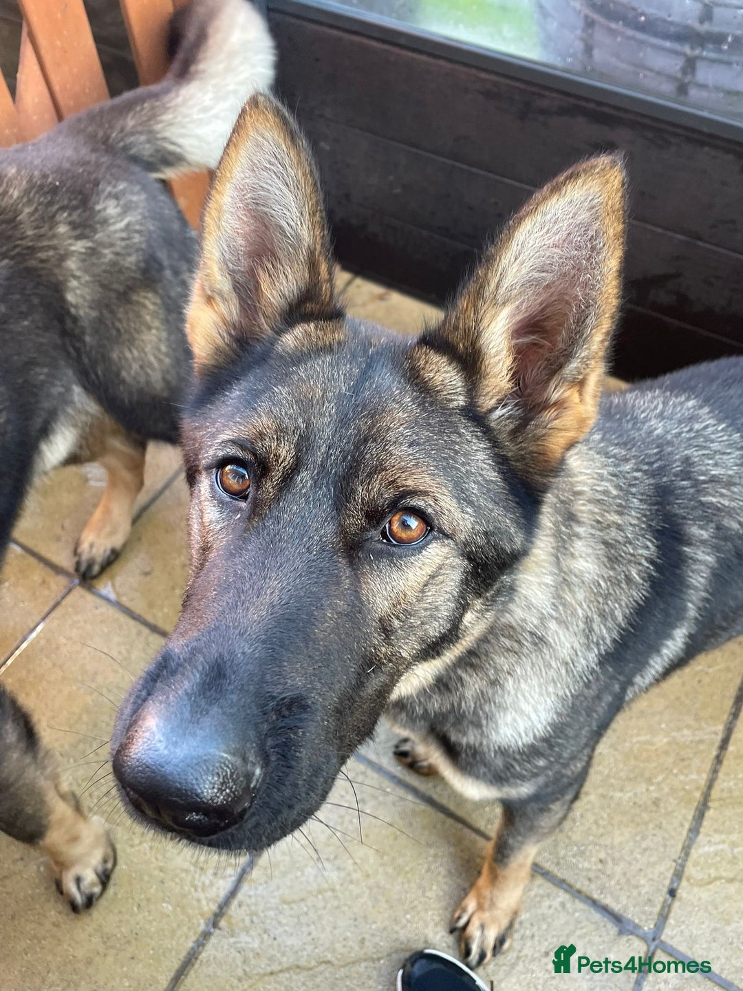 German Shepherd dogs for sale: *German Shepherd – 1 Year 6 Months Old* - Advert 10