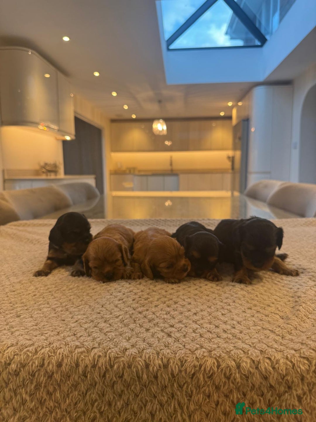 Cavalier King Charles Spaniel dogs for sale: 🐶5 generation kc registered tiny cavalier🐶 - Image 6