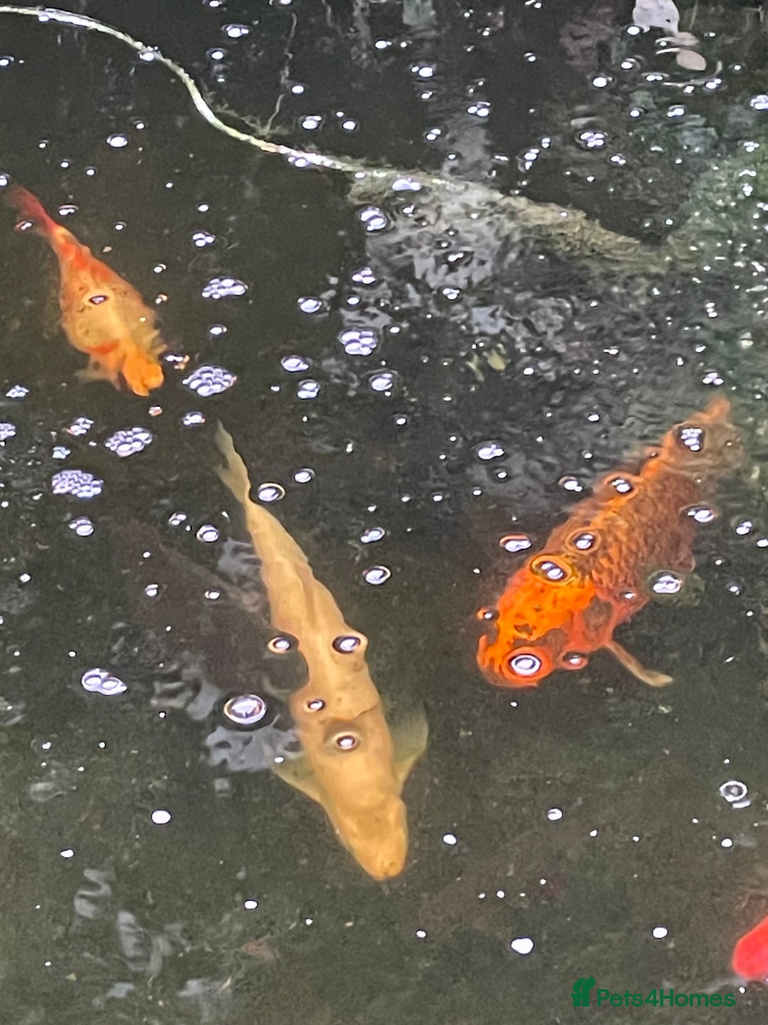 Koi Carp fish for sale: Koi Carp for Sale (rehoming due to baby and dog)  - Image 12