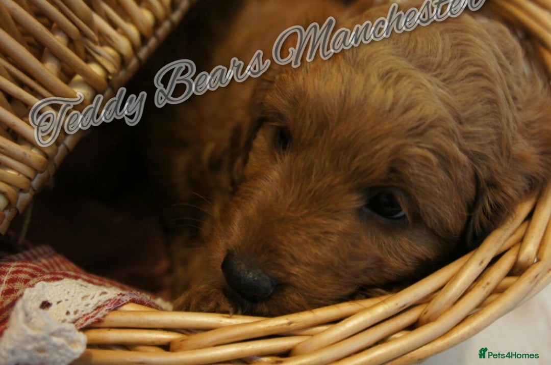 Mini Goldendoodle dogs for sale: Superb home-bred F1 Mini Goldendoodles KC parents - Advert 19