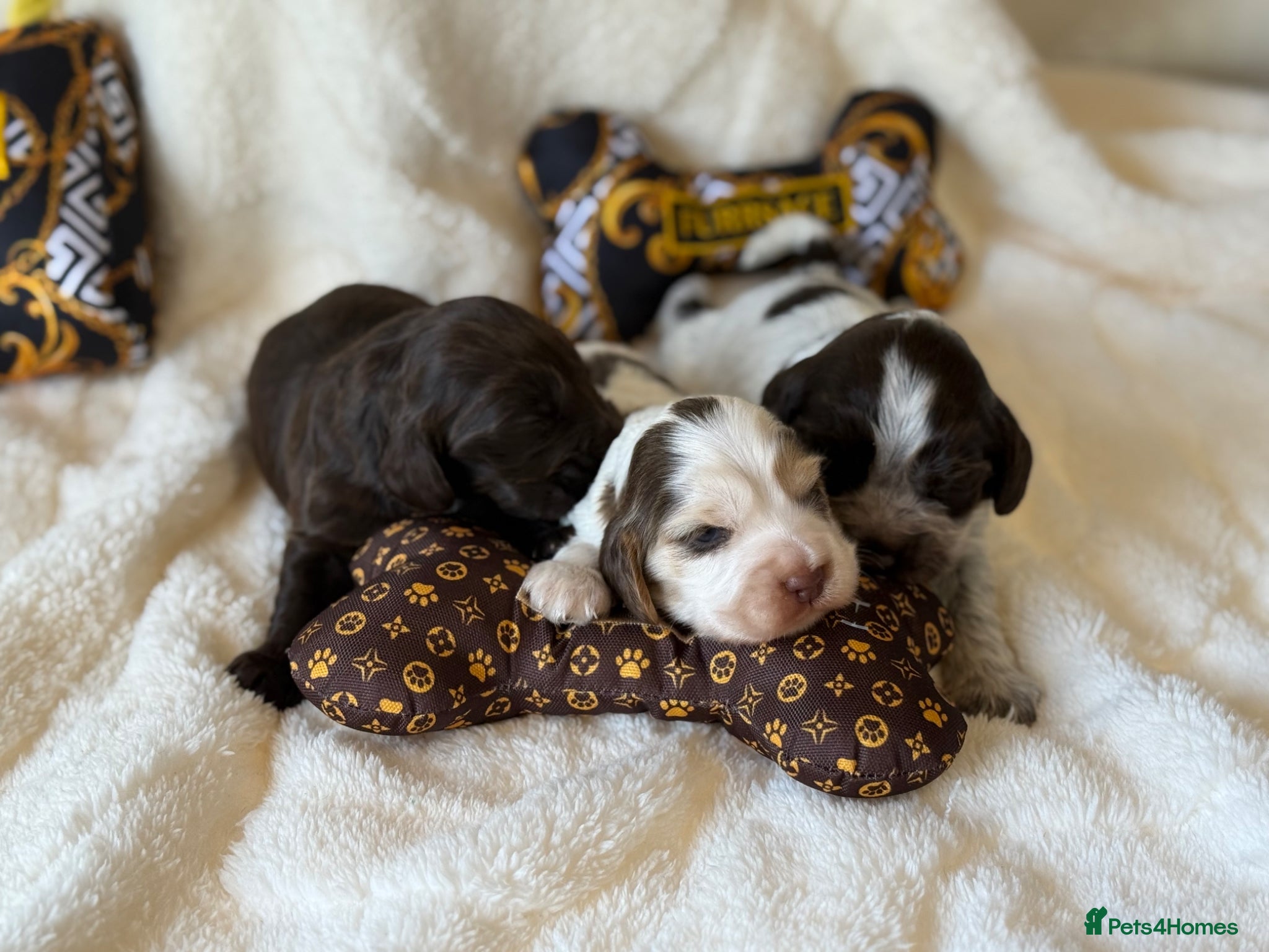 Cocker Spaniel dogs KC Show Cocker Spaniel Boys  - Advert 1