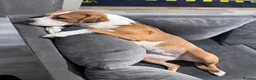 Mixed Breed dogs for sale: Staff-XL in Swanley - Advert 1