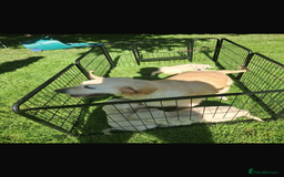 Golden Retriever dogs for sale: Golden retriever puppies - Image 3
