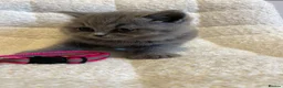 British Shorthair cats for sale: 6 beautiful British shorthair kittens, READY NOW* - Advert 22