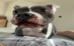 Mixed Breed dogs for sale: Mixed breed  - Image 3