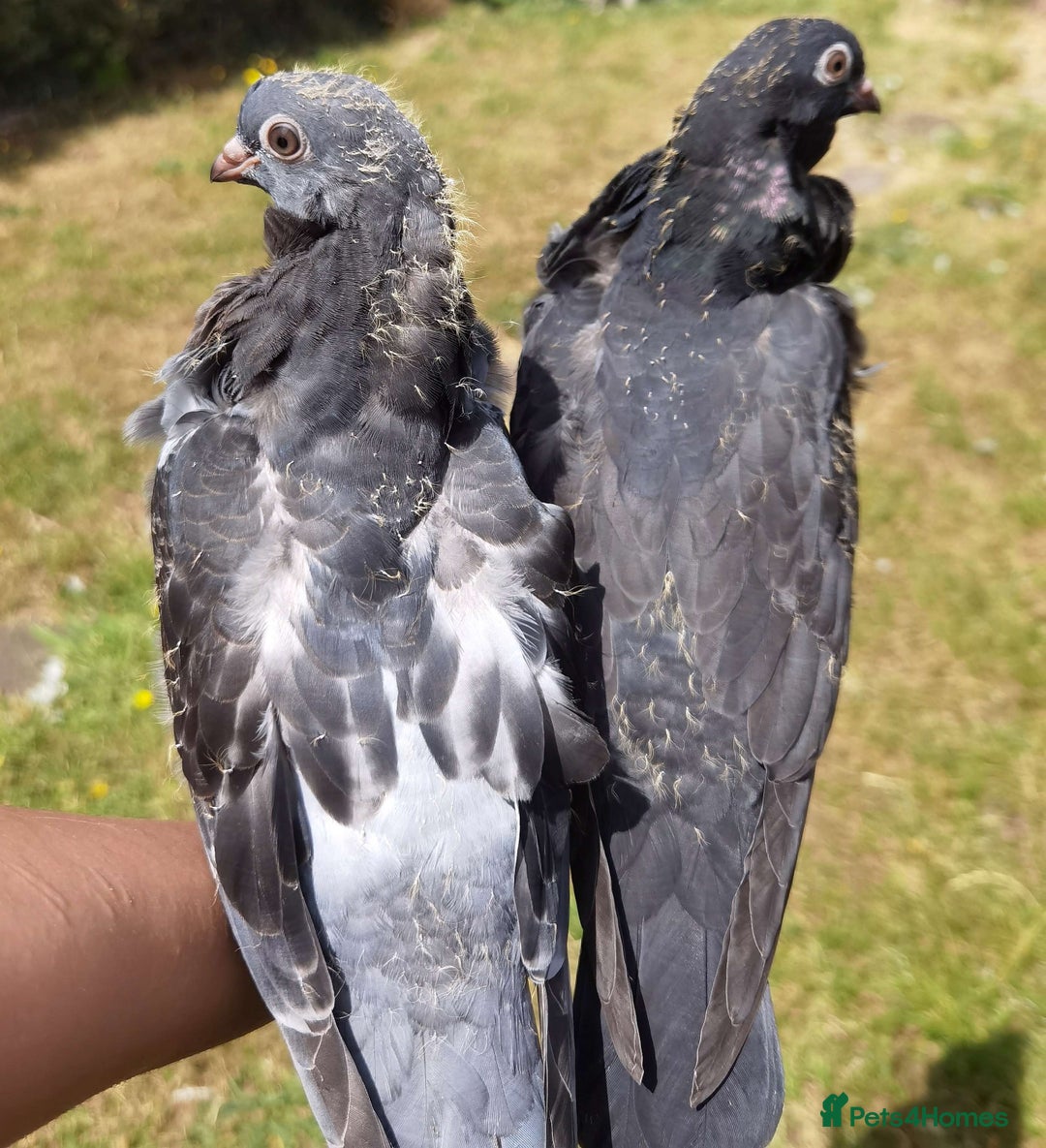 Pigeons birds for sale: Pigeons [Semi Hand-Raised] - Fancy & Racing Breeds - Image 8