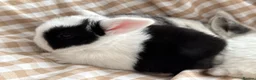 Mini Lop rabbits for sale: Beautiful Mini Lops to reserve  - Advert 29