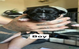 Mixed Breed dogs for sale: Staffy cross  - Image 6