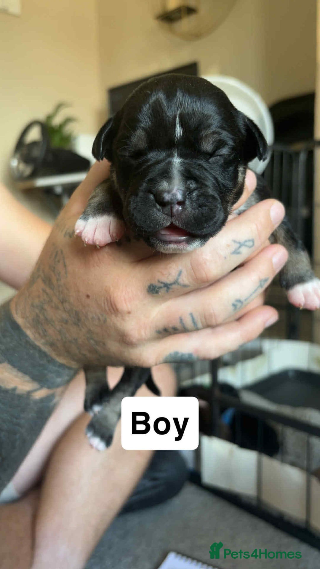 Mixed Breed dogs for sale: Staffy cross  - Image 6