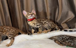 Bengal cats for sale: Adorable Bengal kittens - Image 13