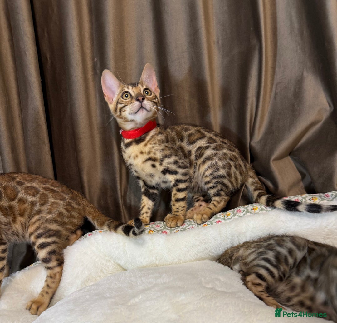 Bengal cats for sale: Adorable Bengal kittens - Image 13