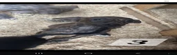 Lurcher dogs for sale: Lurcher Pups Ready To Leave Now - Advert 10