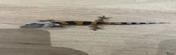 Gecko reptiles for sale: Baby leopard geckos for sale   - Advert 11