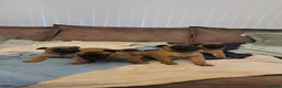 Belgian Shepherd Dog dogs for sale: Big chunky Belgian mallanois pups for sale - Advert 4
