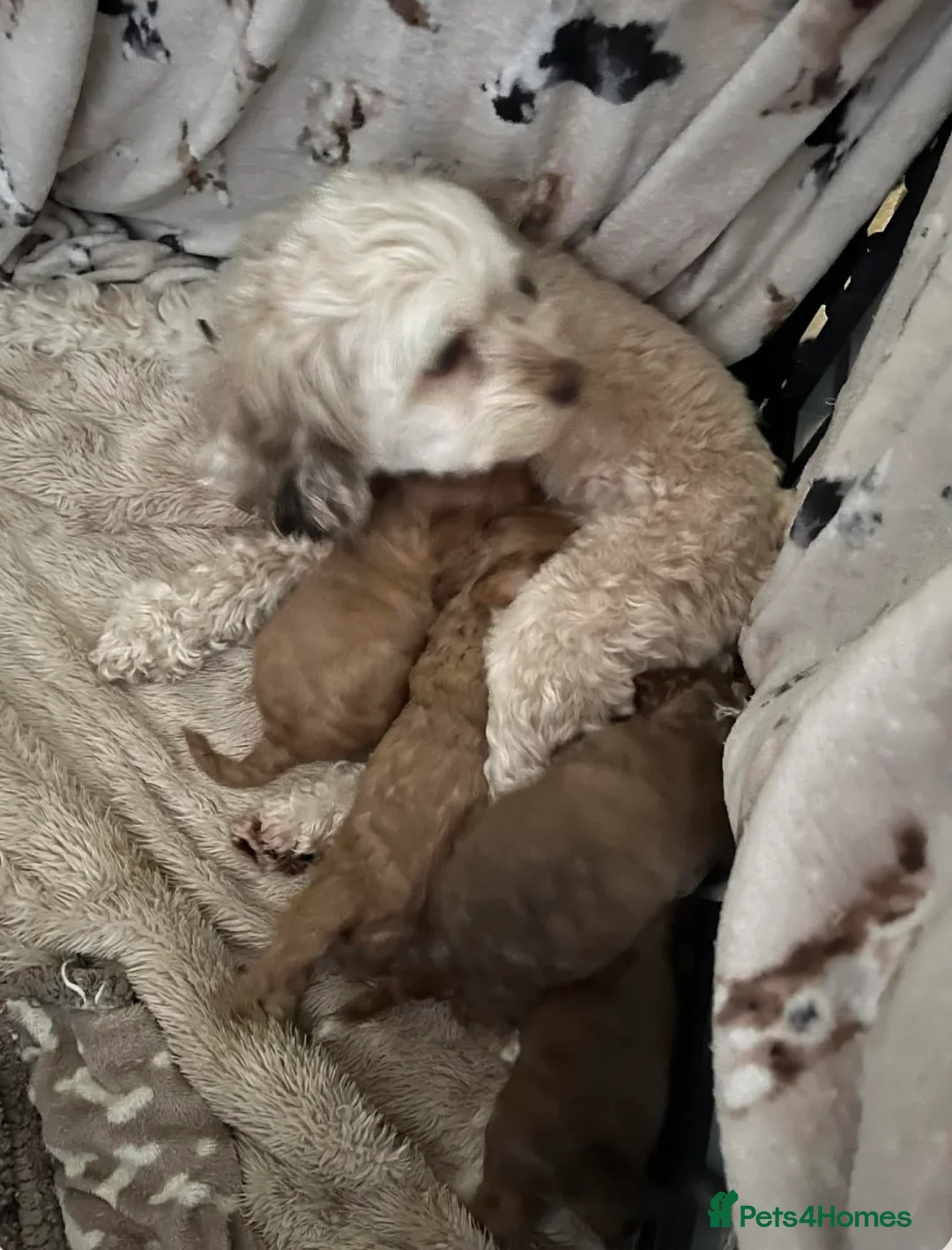 Cockapoo dogs for sale: Beautiful male cockapoo puppy  - Advert 2