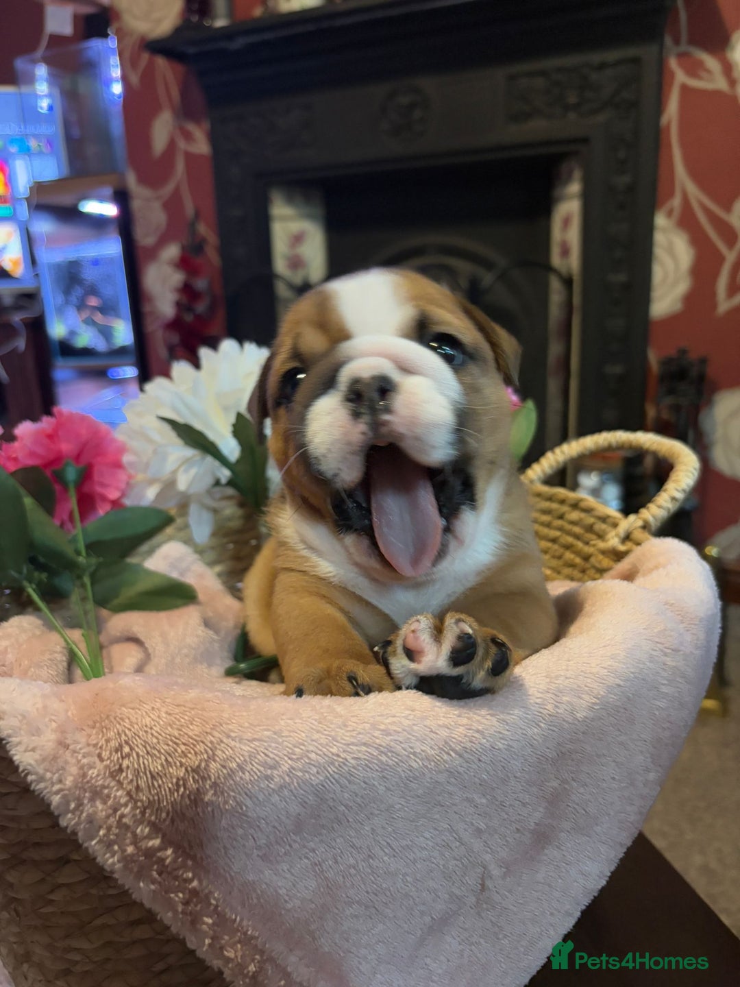 English Bulldog dogs for sale: 💙💗 exceptional English bulldog puppies 💗 💙  - Image 7
