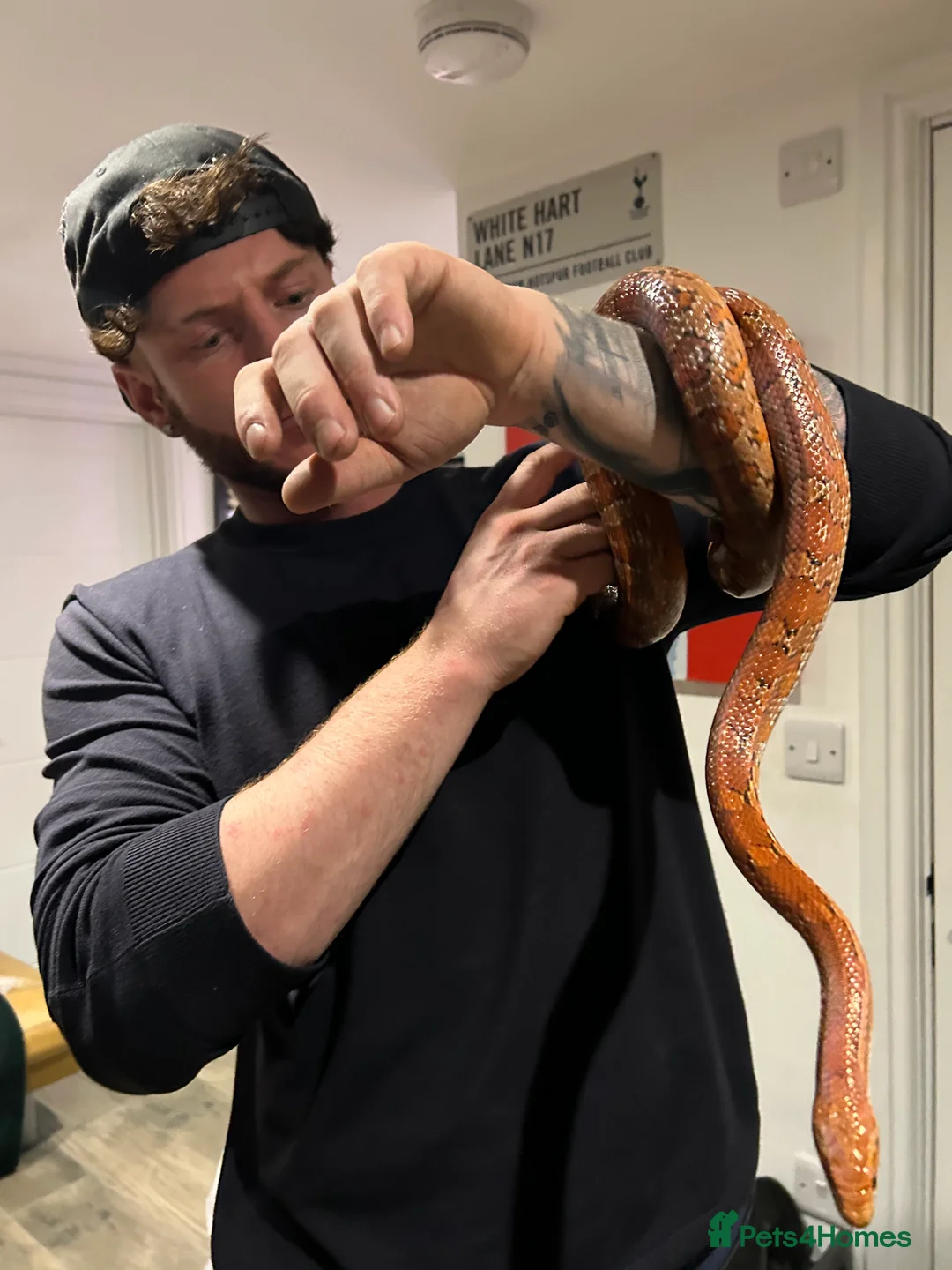 Corn Snake reptiles for sale: Corn snake for rehome to a good home  in Aldershot - Advert 3