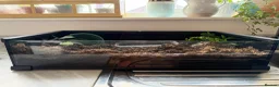 Frog reptiles for sale: Male Pac-Man Frog  - Advert 2