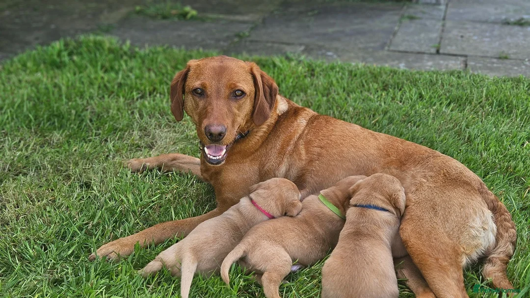 Labrador Retriever dogs for sale: Fox red labrador puppies  in Launceston - Advert 1
