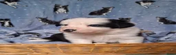Border Collie dogs for sale: Border Collie Puppies blue eyes Tri Colour merle - Advert 12