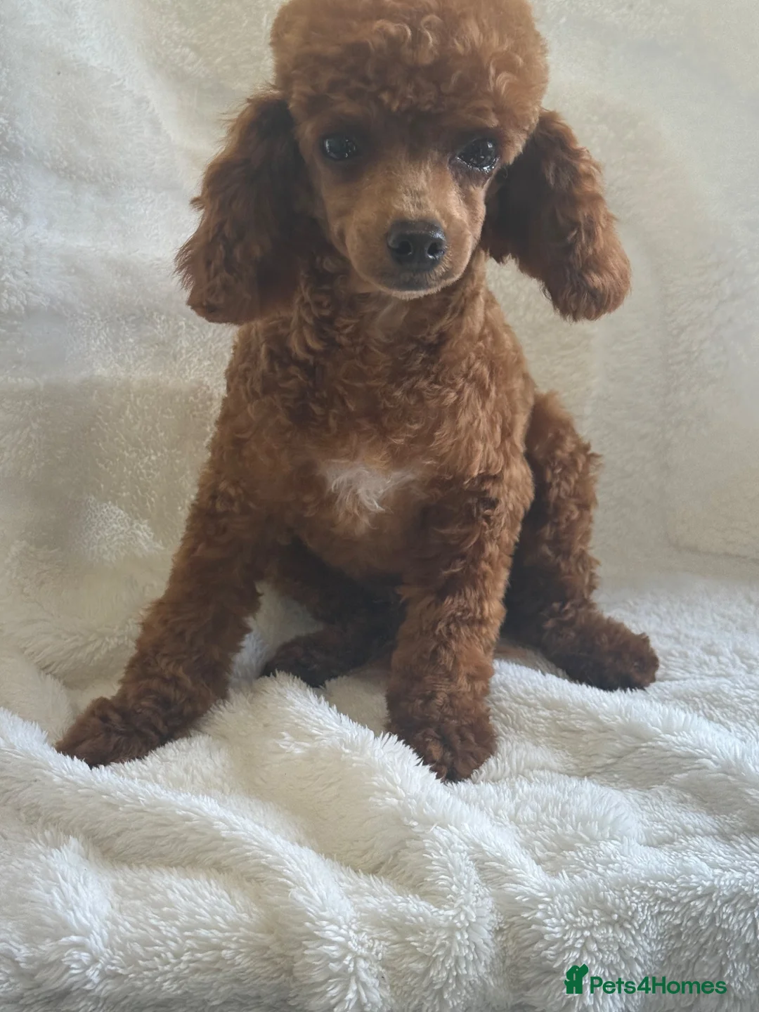 Toy Poodle dogs for sale: Gorgeous Red Toy Poodle girl - Advert 2