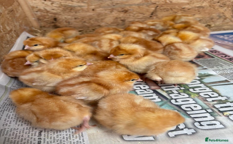 Chickens poultry - Advert 5