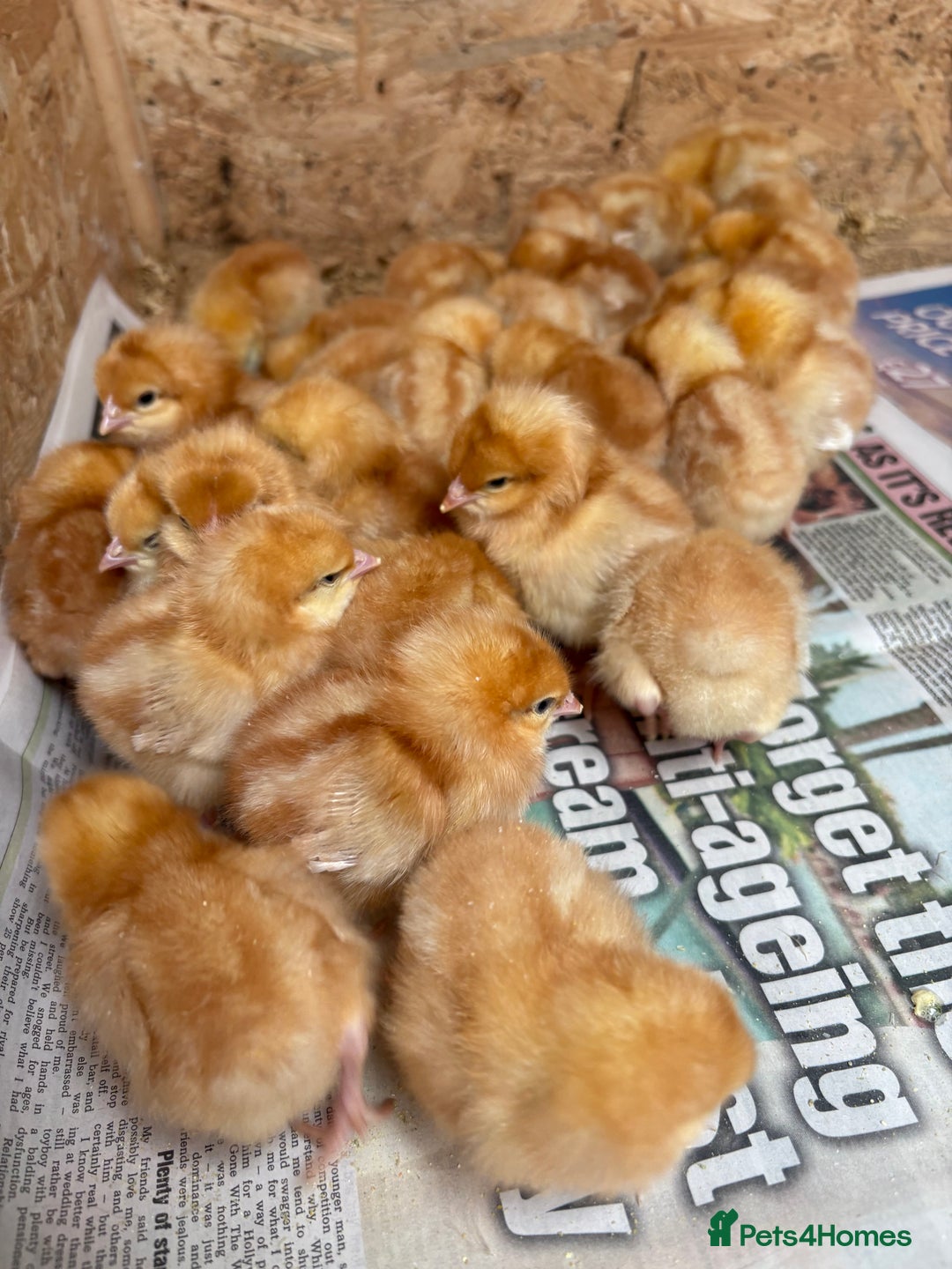 Chickens poultry for sale: Boven browns - Image 1