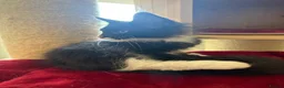 Maine Coon cats for sale: Maincoon male European bloodline  - Advert 4